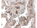 Transthyretin Antibody in Immunohistochemistry (Paraffin) (IHC (P))