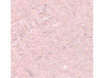 ADAMTSL5 Antibody in Immunohistochemistry (Paraffin) (IHC (P))
