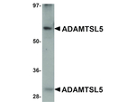ADAMTSL5 Antibody in Western Blot (WB)