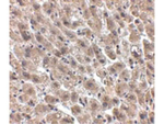Human Serum Albumin Antibody in Immunohistochemistry (Paraffin) (IHC (P))