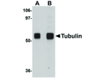 Alpha-Tubulin Polyclonal Antibody