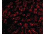 APOLIPOPROTEIN A-I Antibody in Immunocytochemistry (ICC/IF)