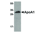 APOLIPOPROTEIN A-I Antibody in Western Blot (WB)