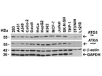ATG5 Antibody in Western Blot (WB)