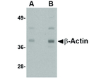 Beta Actin Antibody in Western Blot (WB)