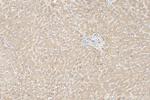 CYP4F2 Antibody in Immunohistochemistry (Paraffin) (IHC (P))