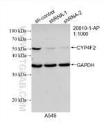 CYP4F2 Antibody in Western Blot (WB)