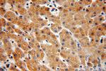 CYP4F11 Antibody in Immunohistochemistry (Paraffin) (IHC (P))