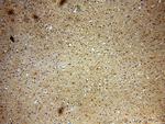 GPRASP1 Antibody in Immunohistochemistry (Paraffin) (IHC (P))