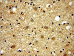 GPRASP1 Antibody in Immunohistochemistry (Paraffin) (IHC (P))