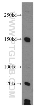 GPRASP1 Antibody in Western Blot (WB)