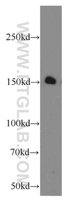 GPRASP1 Antibody in Western Blot (WB)