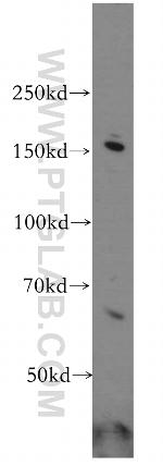 GPRASP1 Antibody in Western Blot (WB)