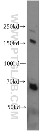 GPRASP1 Antibody in Western Blot (WB)