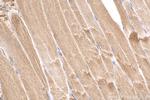 TBC1D4 Antibody in Immunohistochemistry (Paraffin) (IHC (P))