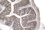 TBC1D4 Antibody in Immunohistochemistry (Paraffin) (IHC (P))
