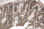 TBC1D4 Antibody in Immunohistochemistry (Paraffin) (IHC (P))