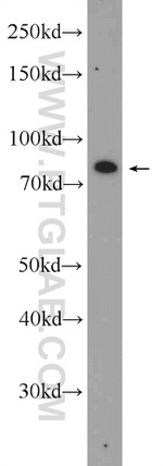 DLEC1 Antibody in Western Blot (WB)