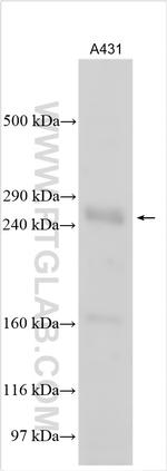 MED13 Antibody in Western Blot (WB)
