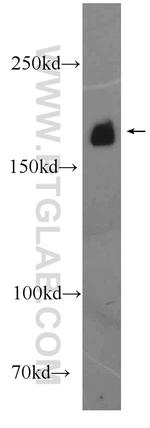LAMC3 Antibody in Western Blot (WB)