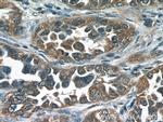NCOA3 Antibody in Immunohistochemistry (Paraffin) (IHC (P))