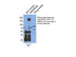 ANKRD26 Antibody in Immunoprecipitation (IP)