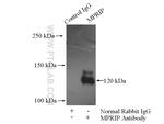 MPRIP Antibody in Immunoprecipitation (IP)