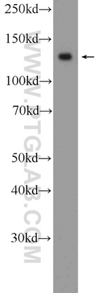 MPRIP Antibody in Western Blot (WB)