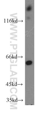 ARHGEF9 Antibody in Western Blot (WB)