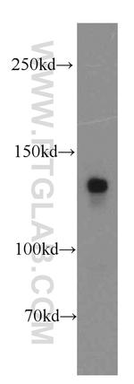 LPHN3 Antibody in Western Blot (WB)