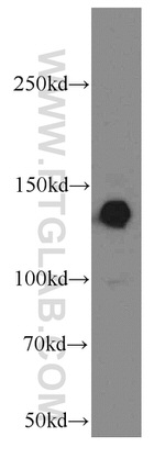 LPHN3 Antibody in Western Blot (WB)