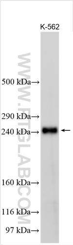 MED13L Antibody in Western Blot (WB)