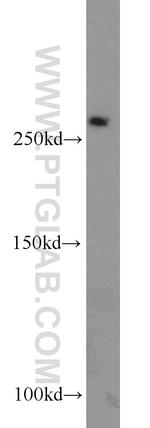 MED12L Antibody in Western Blot (WB)