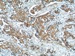 CDH26 Antibody in Immunohistochemistry (Paraffin) (IHC (P))