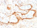 Elastin (ELN) Monoclonal Antibody (ELN, 1981)