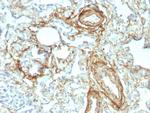 Elastin (ELN) Antibody in Immunohistochemistry (Paraffin) (IHC (P))