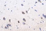 PCDH11X Antibody in Immunohistochemistry (Paraffin) (IHC (P))