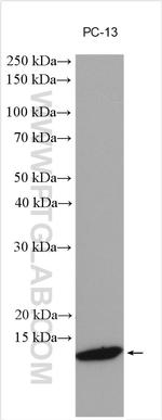 BAGE3 Antibody in Western Blot (WB)