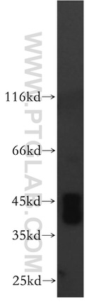 MAS1L Antibody in Western Blot (WB)