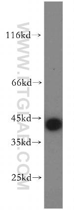 MAS1L Antibody in Western Blot (WB)