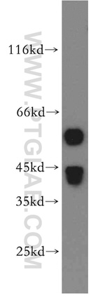 MAS1L Antibody in Western Blot (WB)