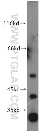 MAS1L Antibody in Western Blot (WB)