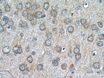 GPR139 Antibody in Immunohistochemistry (Paraffin) (IHC (P))