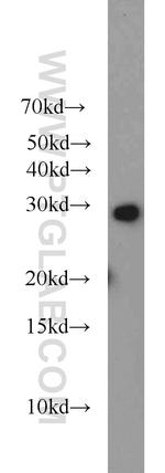 RIMS4 Antibody in Western Blot (WB)