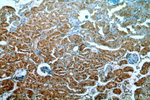 CPNE8 Antibody in Immunohistochemistry (Paraffin) (IHC (P))