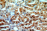 CPNE8 Antibody in Immunohistochemistry (Paraffin) (IHC (P))