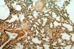 CPNE8 Antibody in Immunohistochemistry (Paraffin) (IHC (P))