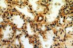 CPNE8 Antibody in Immunohistochemistry (Paraffin) (IHC (P))