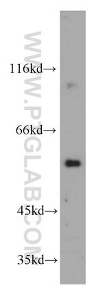 CPNE9 Antibody in Western Blot (WB)