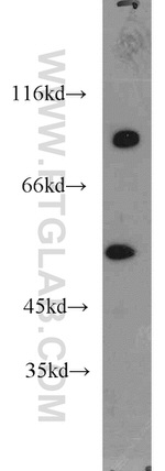 CPNE9 Antibody in Western Blot (WB)